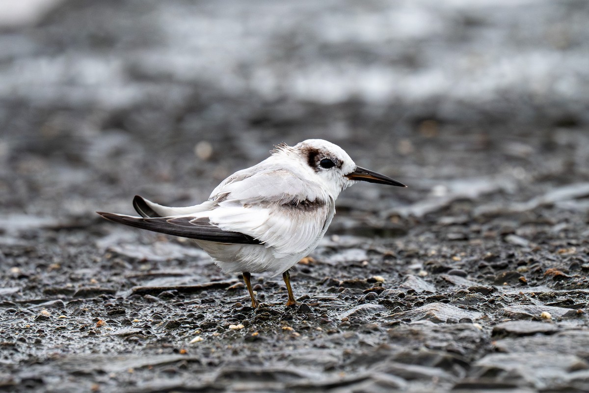 Saunders's Tern - ML624581487