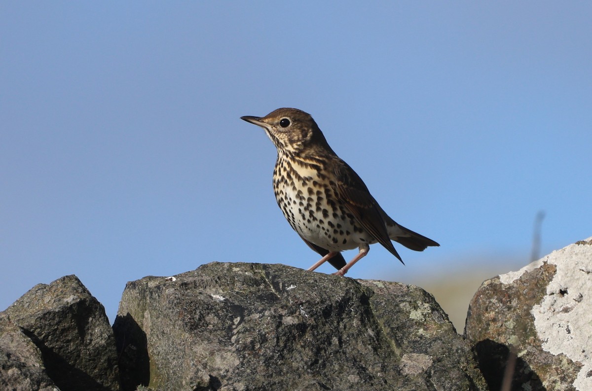 Song Thrush - ML624581489