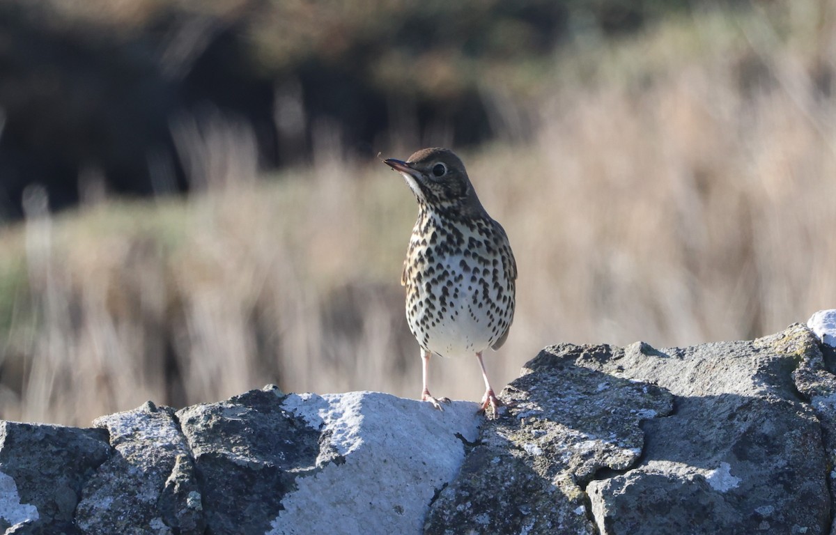 Song Thrush - ML624581490