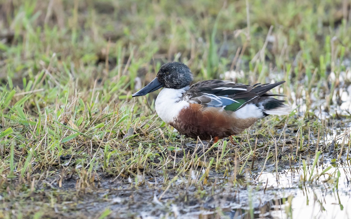 Northern Shoveler - ML624581491