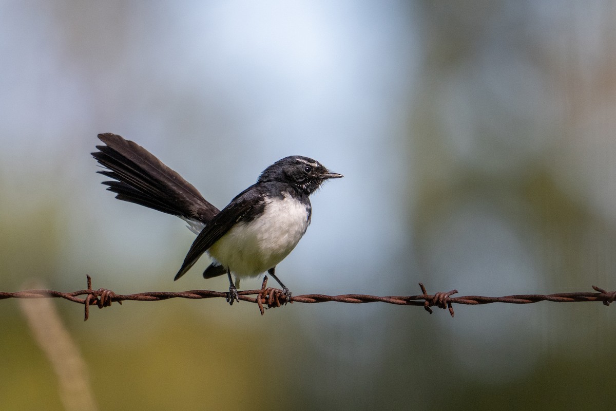 Willie-wagtail - Sue Allison