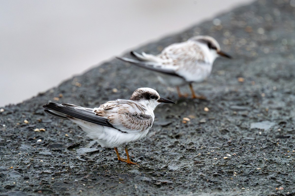 Saunders's Tern - ML624581493