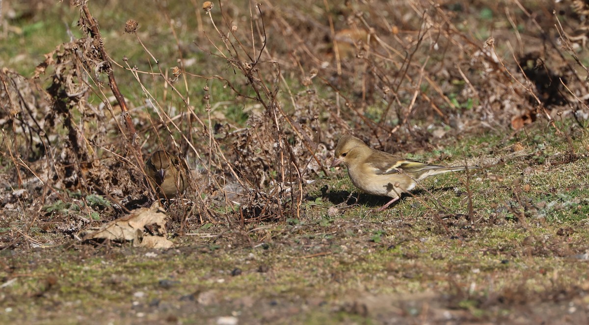 Common Chaffinch - ML624581495