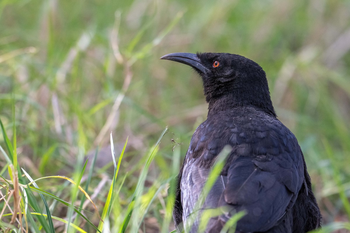 White-winged Chough - ML624581496