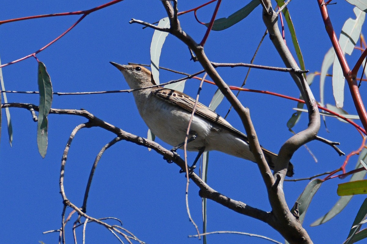 White-winged Triller - ML624581497