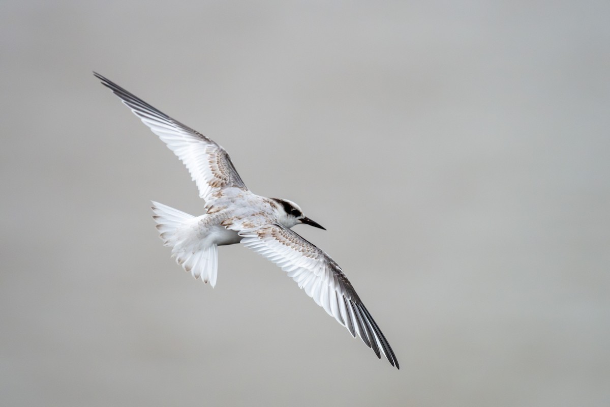 Saunders's Tern - ML624581499