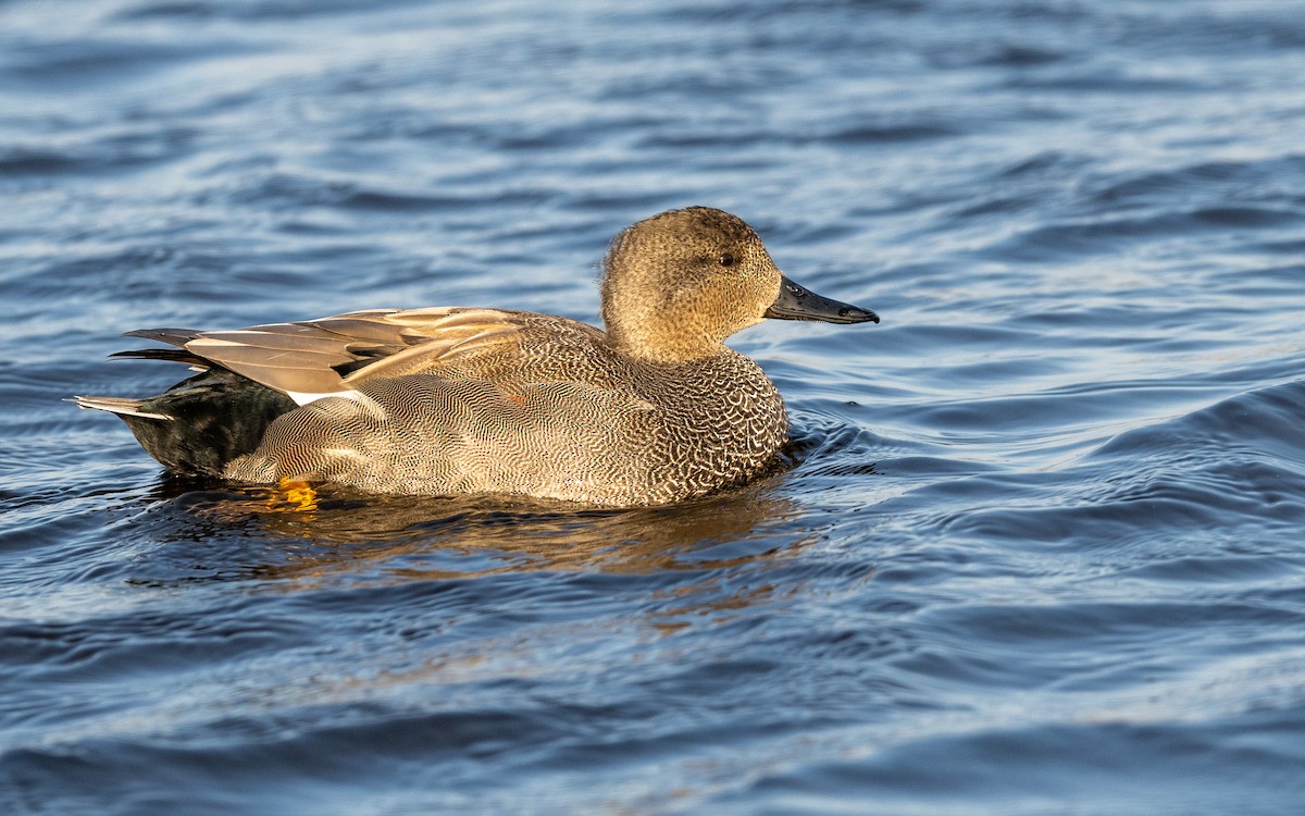 Gadwall - ML624581501