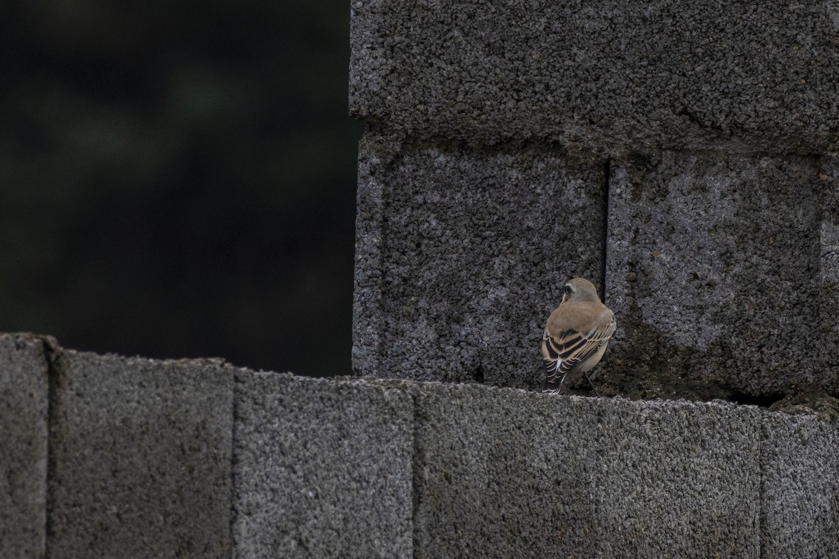 Northern Wheatear - ML624581502