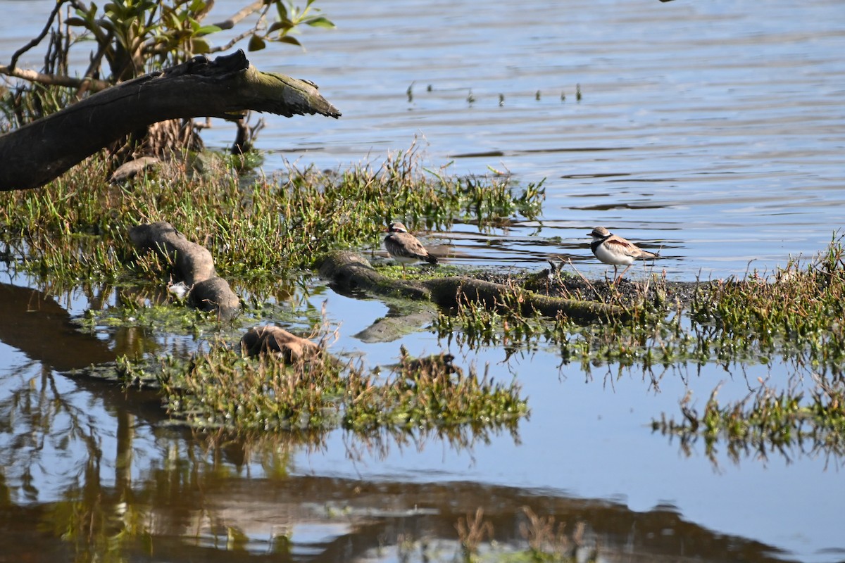 Black-fronted Dotterel - ML624581503