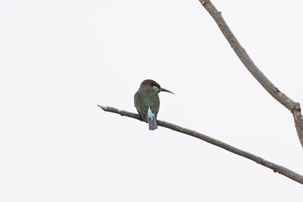 Blue-throated Bee-eater - ML624581504