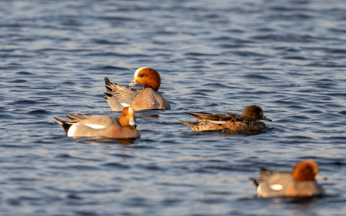 Eurasian Wigeon - ML624581505