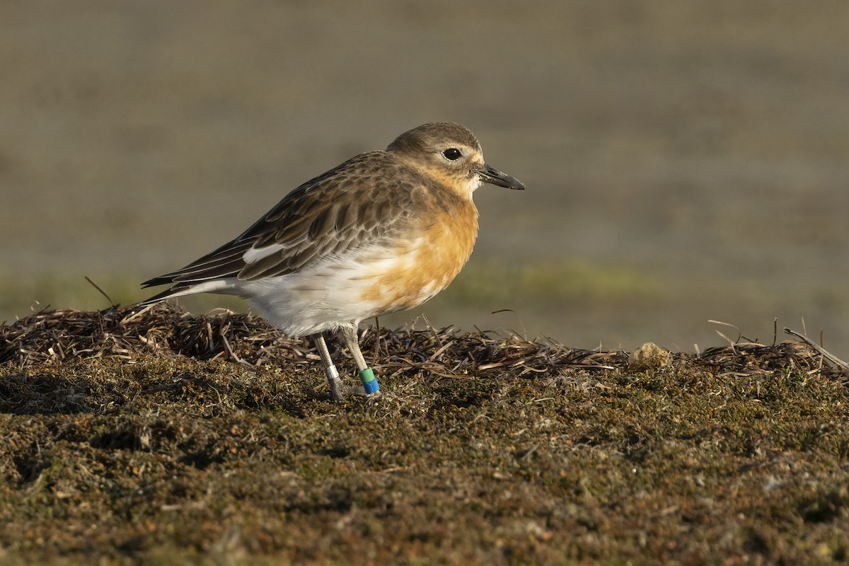 Red-breasted Dotterel (Southern) - ML624581506