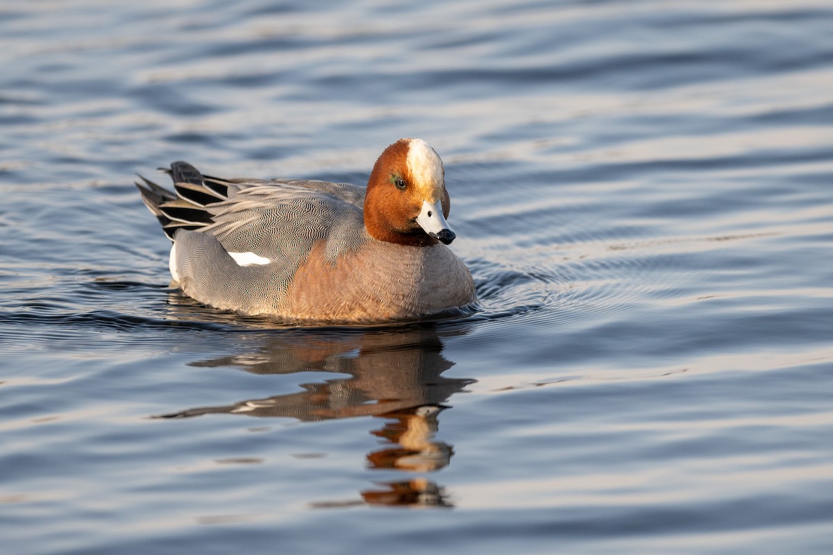 Eurasian Wigeon - Serge Horellou