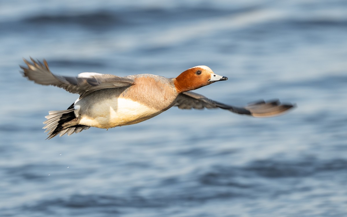 Eurasian Wigeon - ML624581508