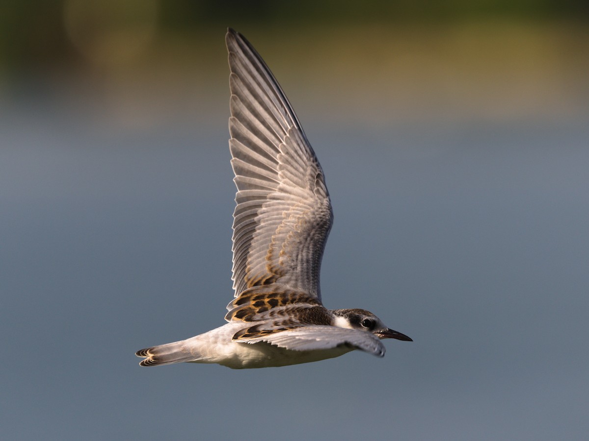 Whiskered Tern - ML624581509