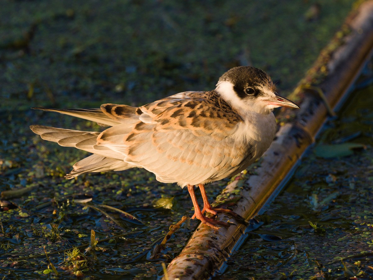 Whiskered Tern - ML624581510