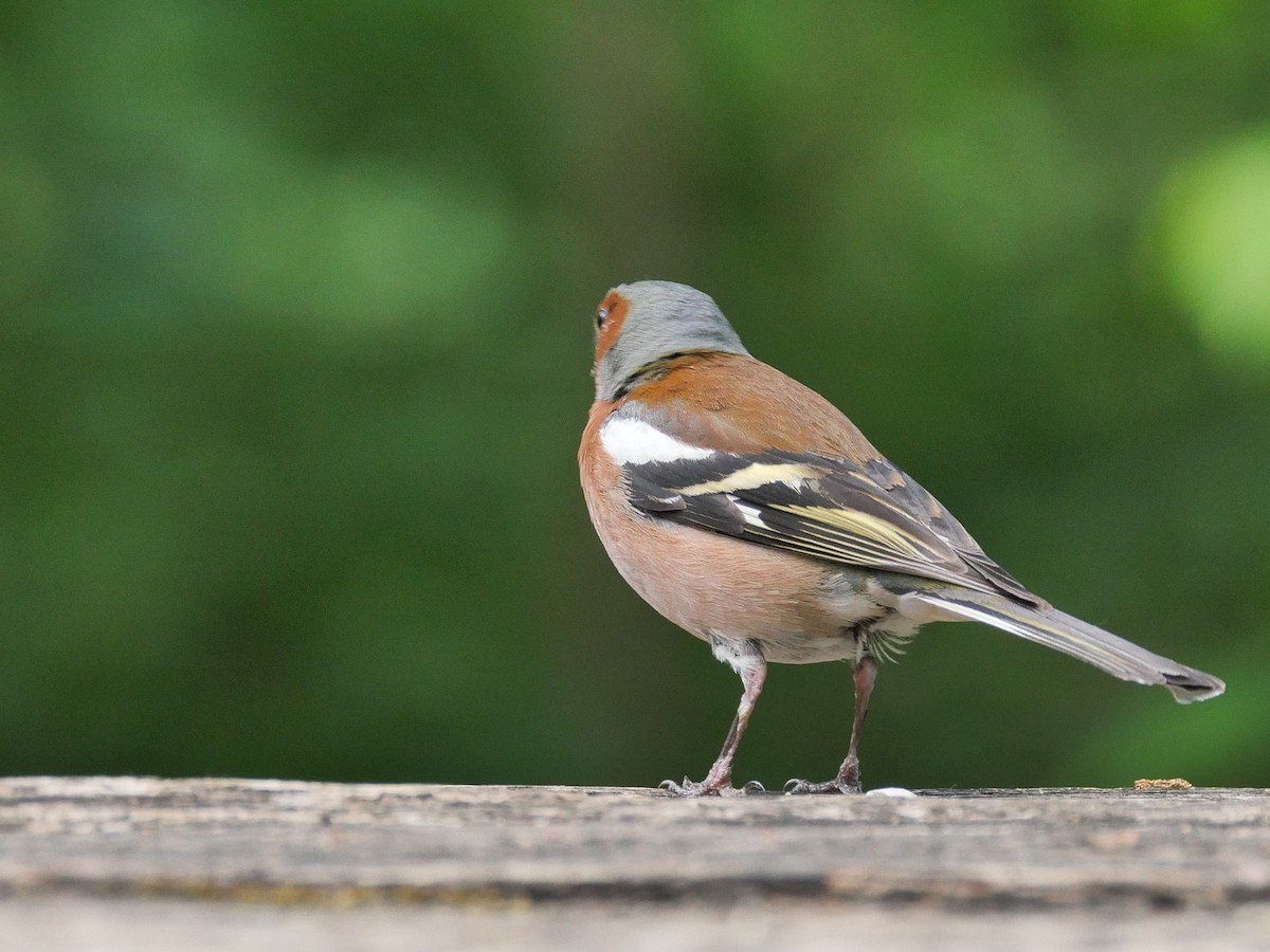 Common Chaffinch - Tom Carley