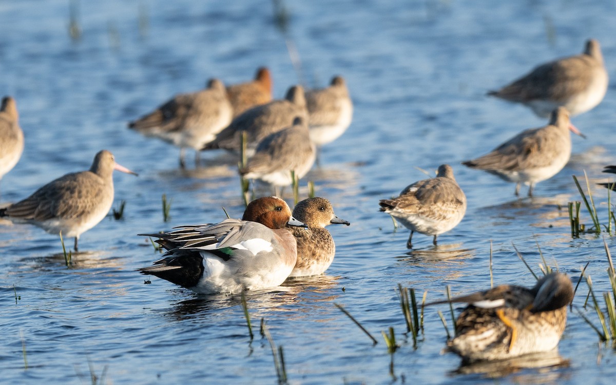 Eurasian Wigeon - ML624581512