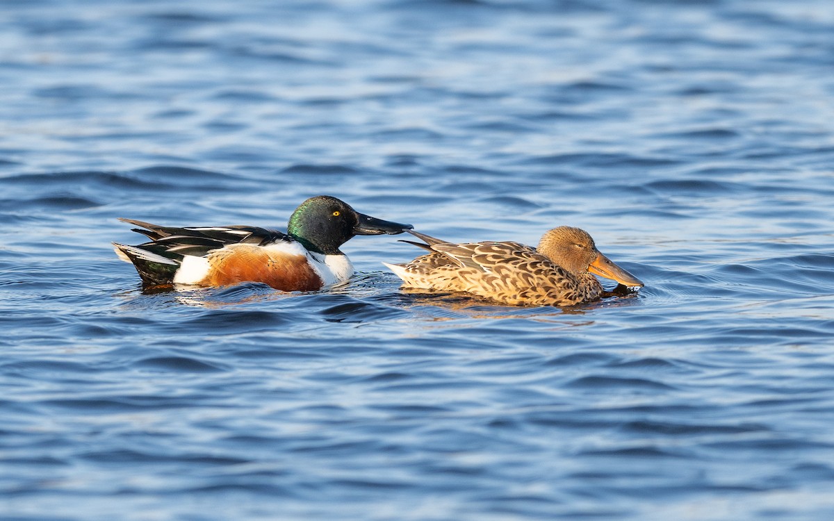 Northern Shoveler - ML624581515