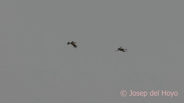 Black Crowned-Crane - ML624581528