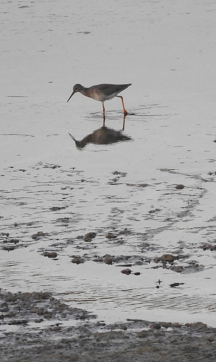 Common Redshank - ML624581531