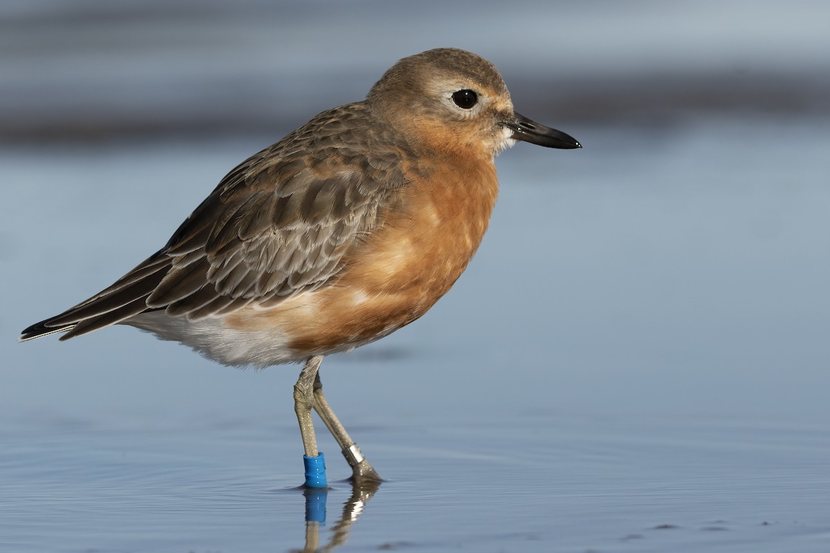 Red-breasted Dotterel (Southern) - Glenda Rees