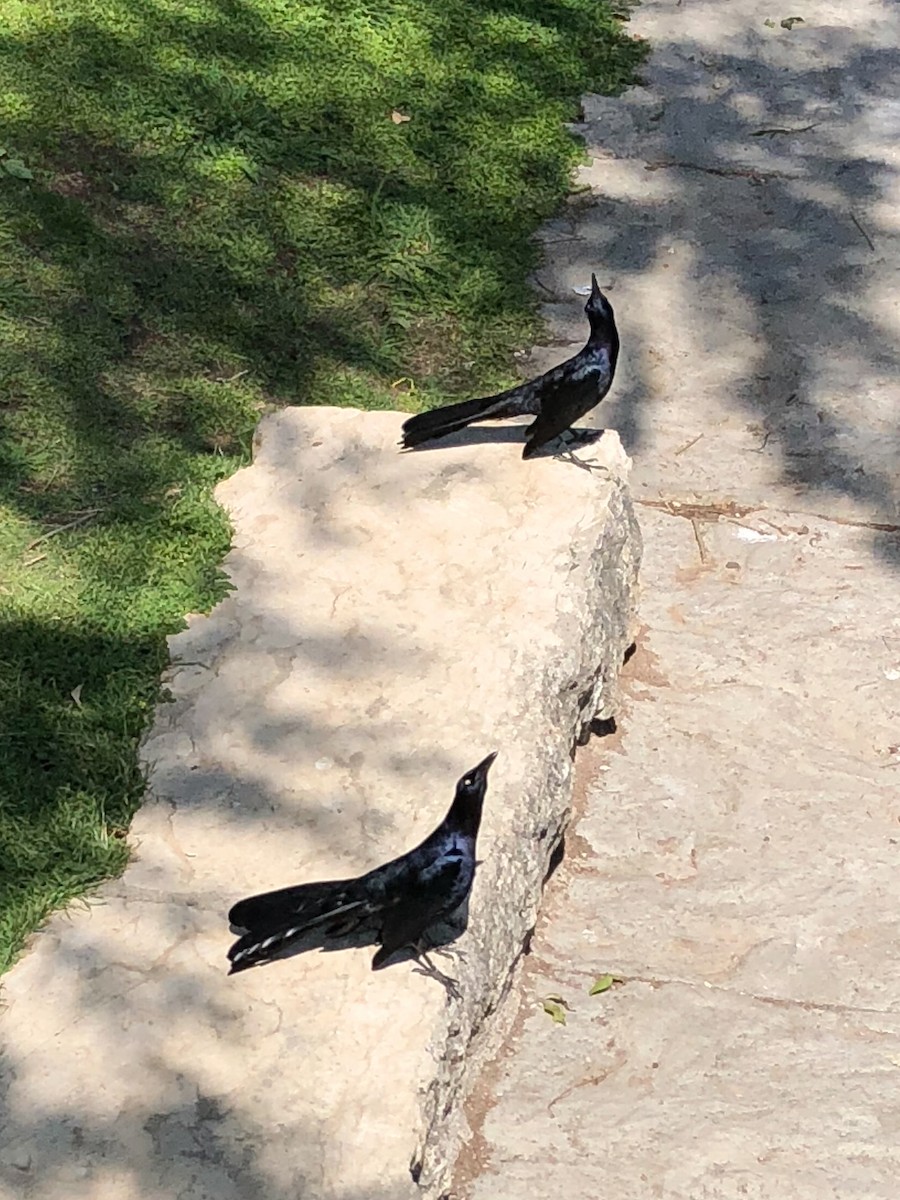 Great-tailed Grackle - ML624581538