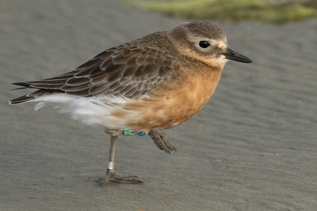 Red-breasted Dotterel (Southern) - ML624581553