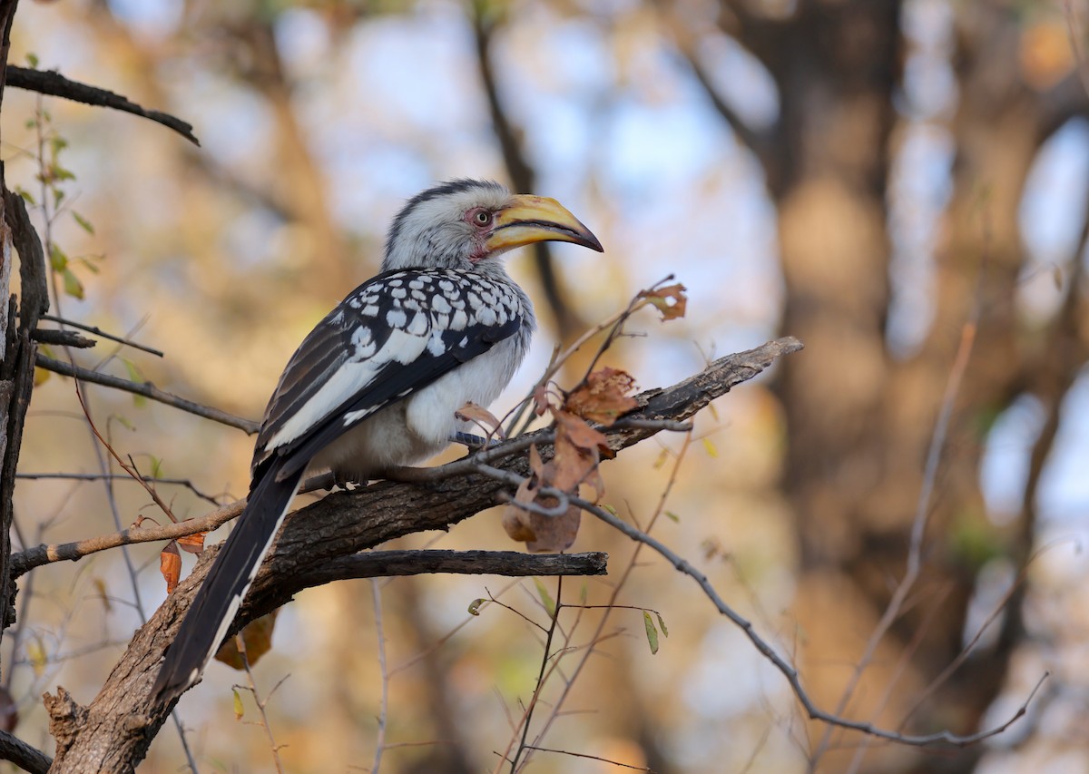 Southern Yellow-billed Hornbill - ML624581590