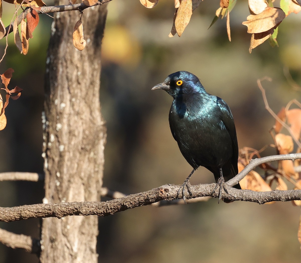 Cape Starling - ML624581598