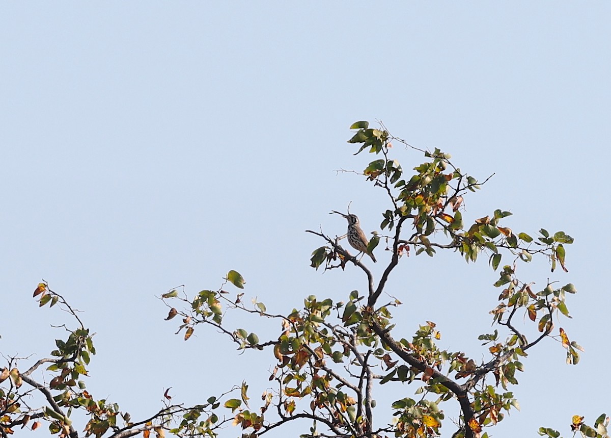 Groundscraper Thrush - ML624581602