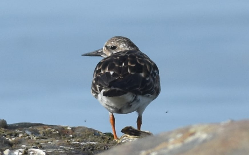 Ruddy Turnstone - ML624581609