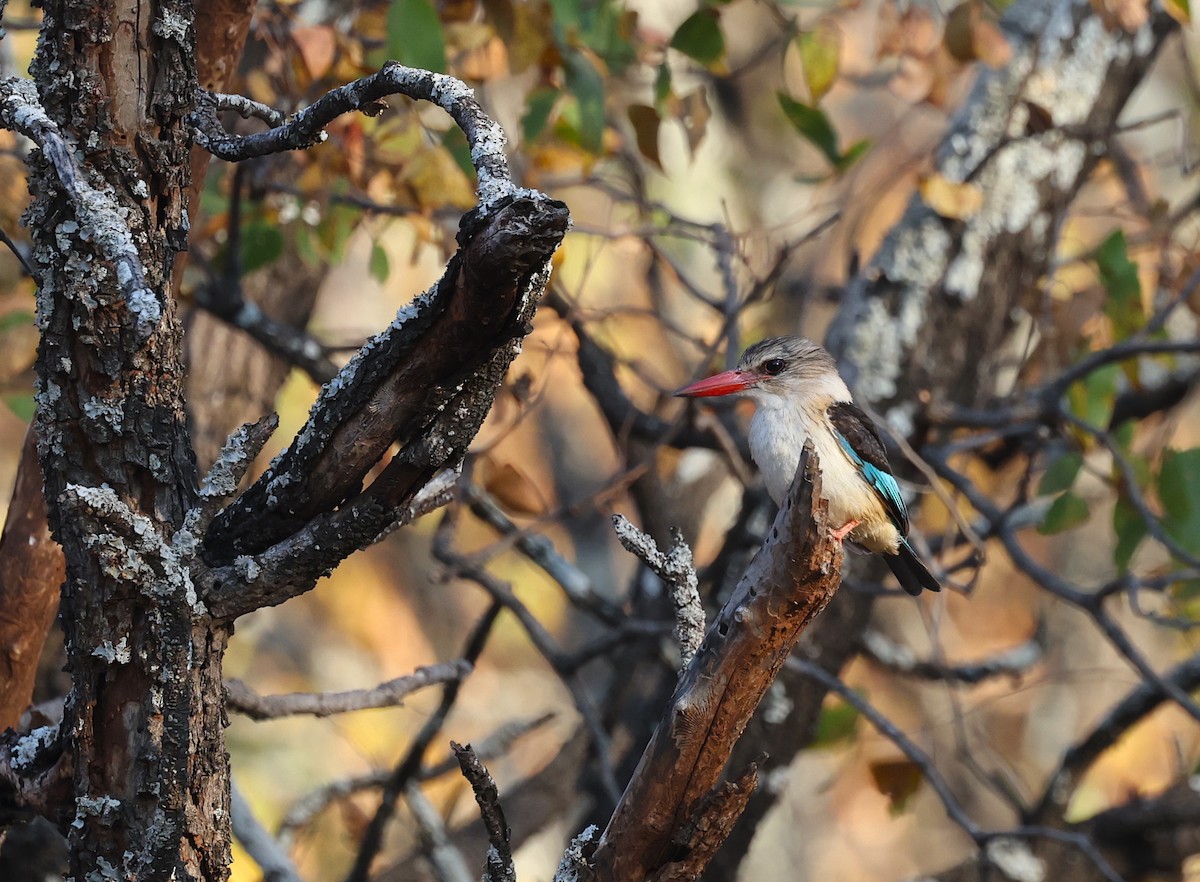 Brown-hooded Kingfisher - Mark Whiffin