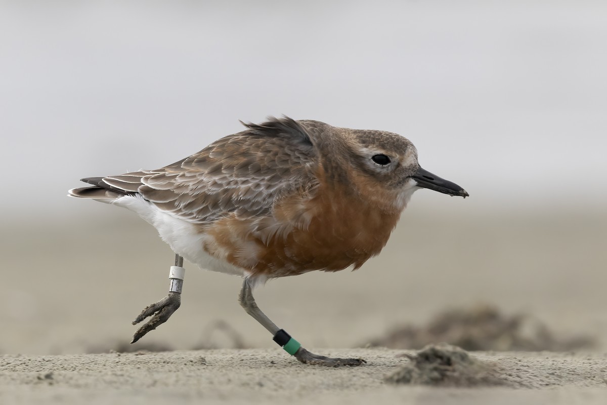 Red-breasted Dotterel (Southern) - ML624581659