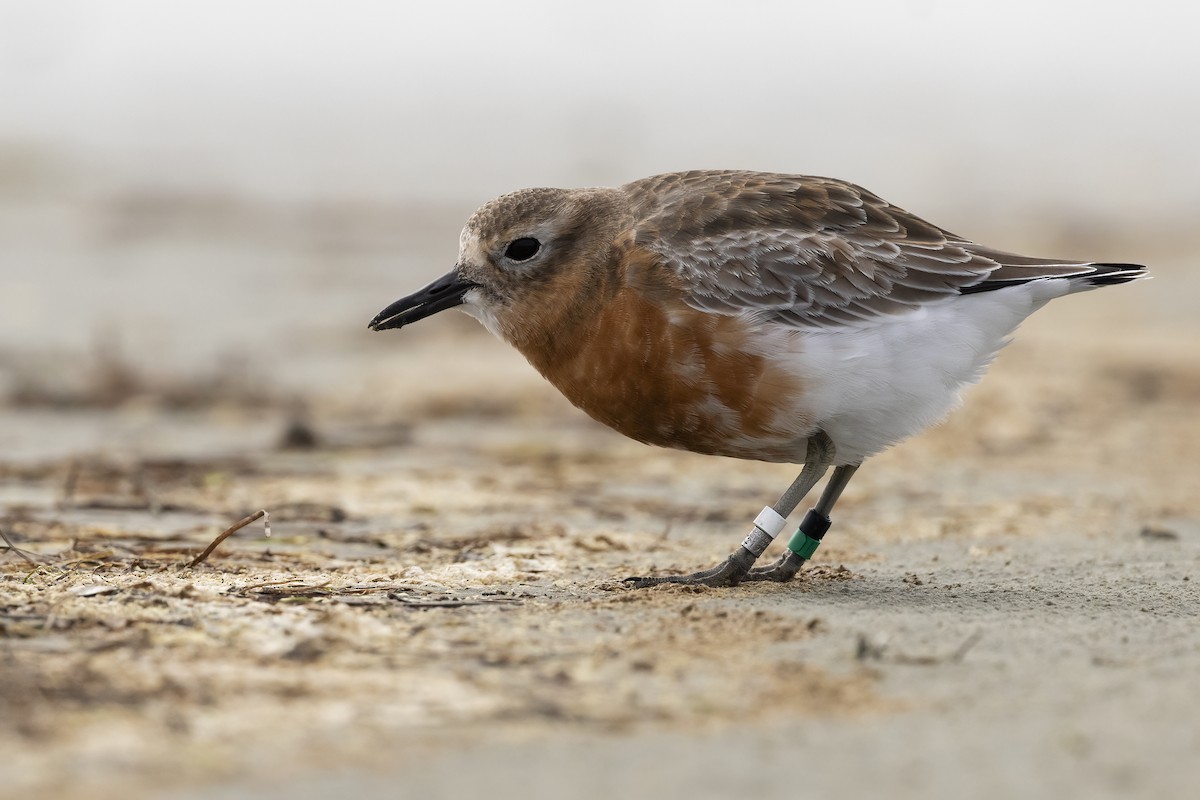 Red-breasted Dotterel (Southern) - ML624581660