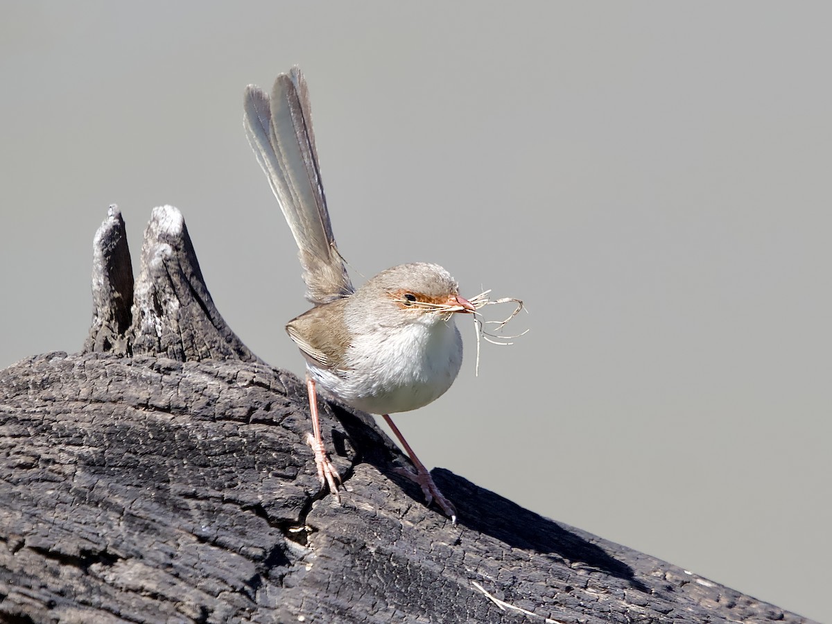 Superb Fairywren - ML624581699