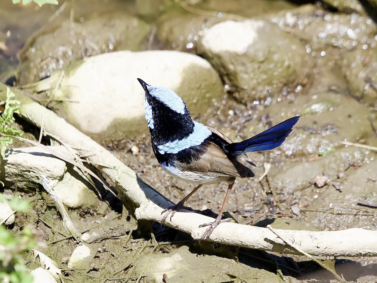 Superb Fairywren - ML624581700