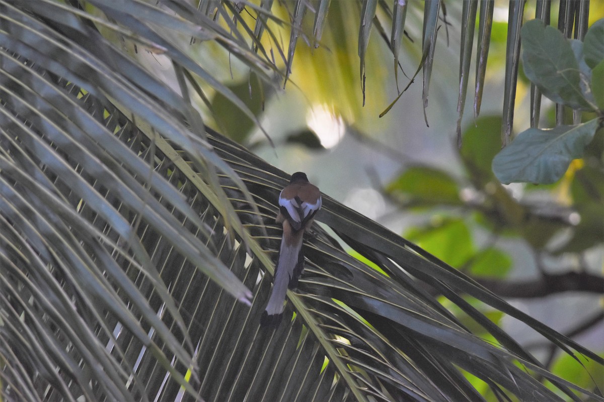 Rufous Treepie - ML624581703