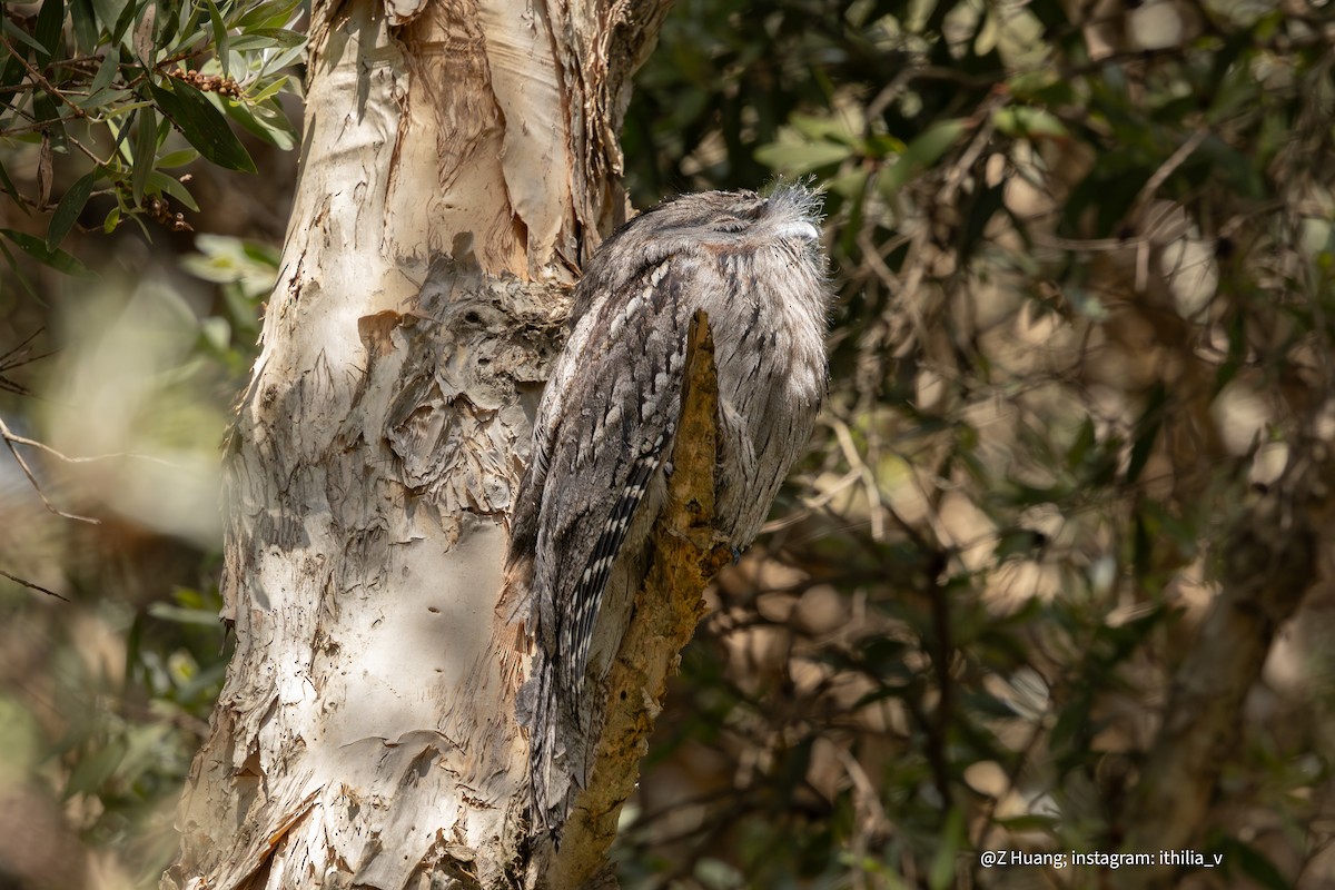 Tawny Frogmouth - ML624581704