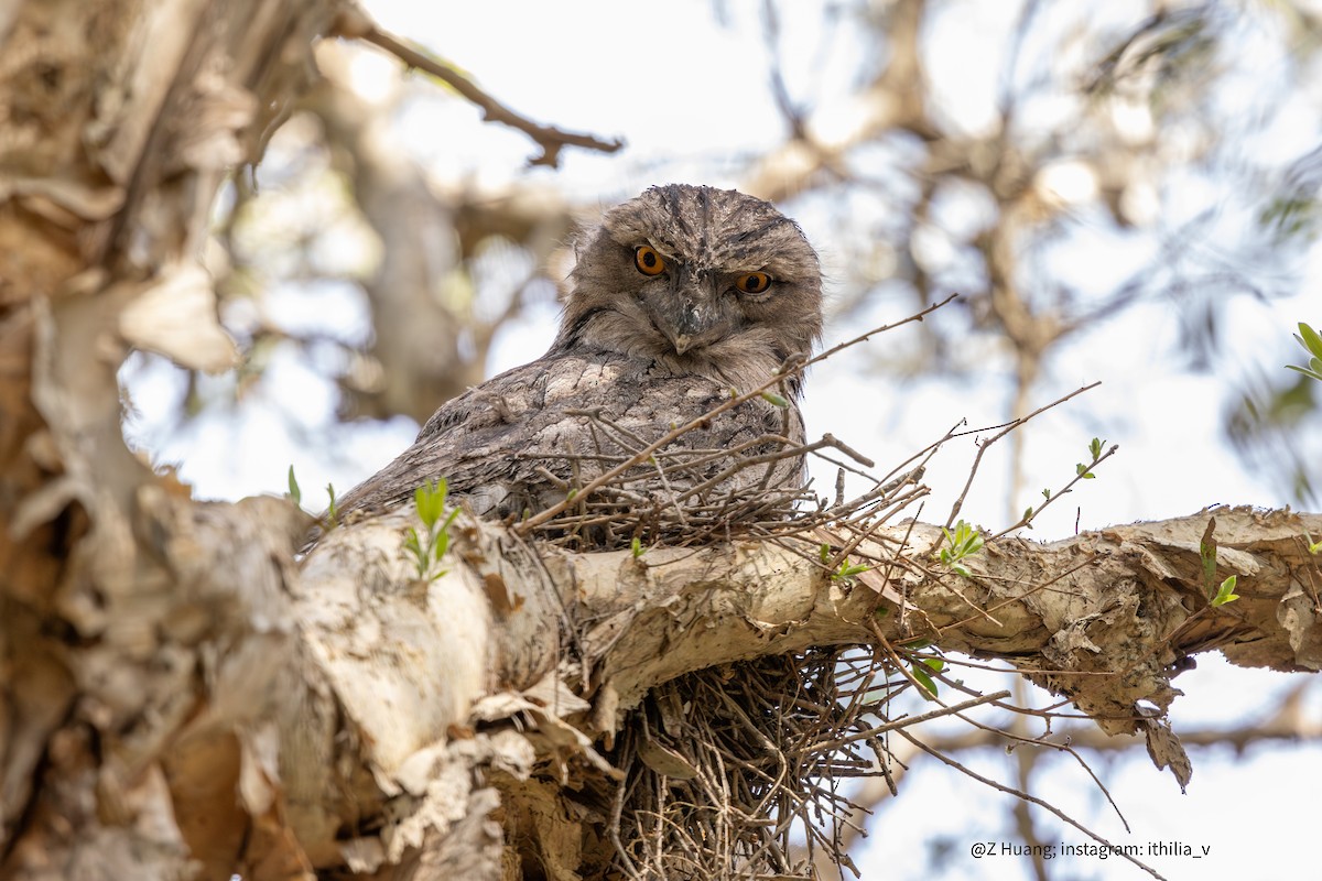 Tawny Frogmouth - ML624581705