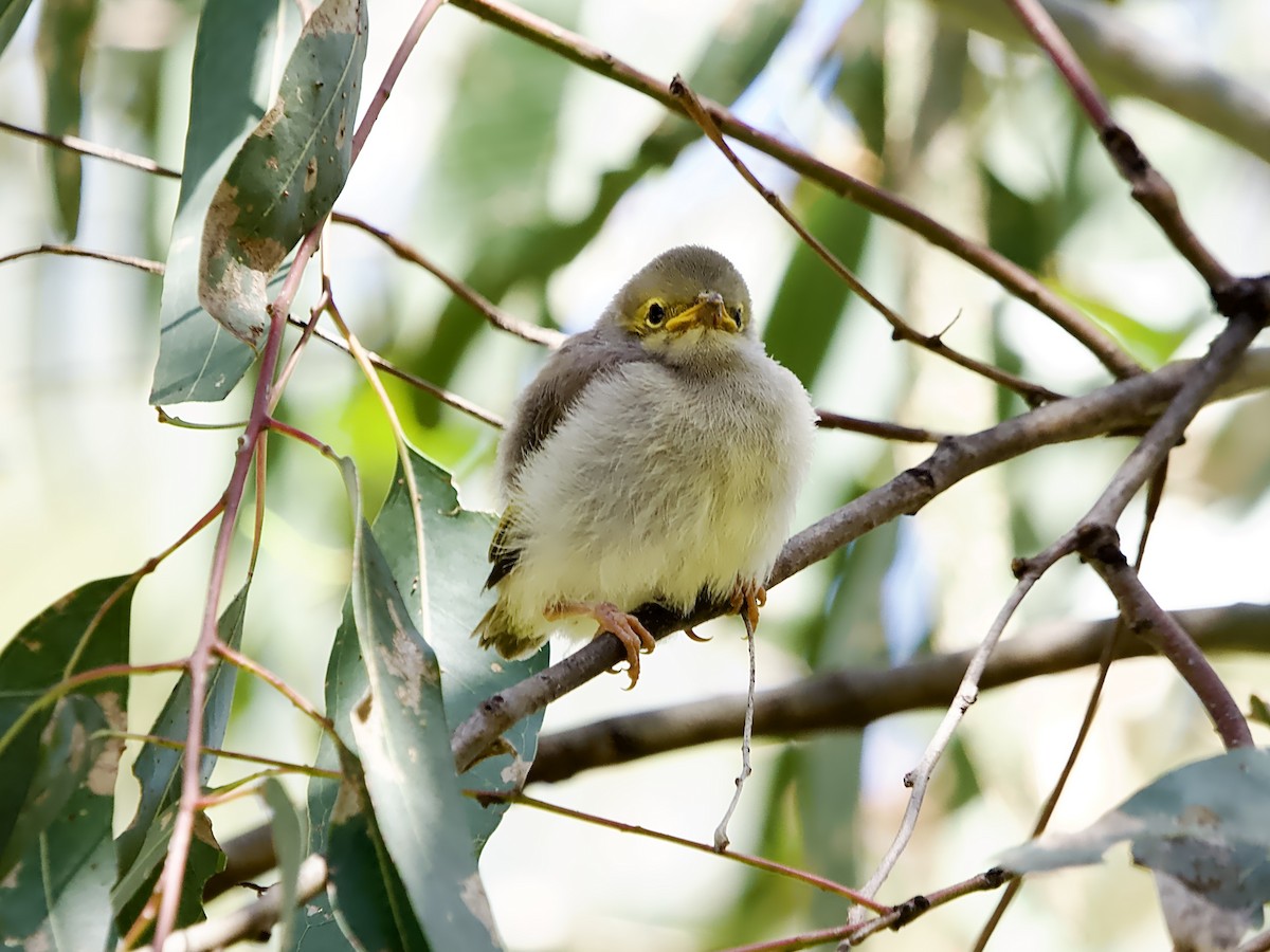 White-plumed Honeyeater - ML624581706