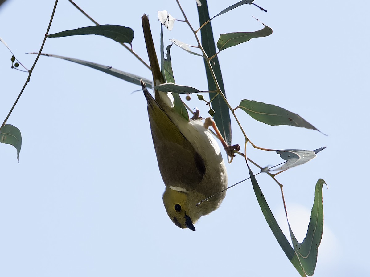 White-plumed Honeyeater - ML624581707