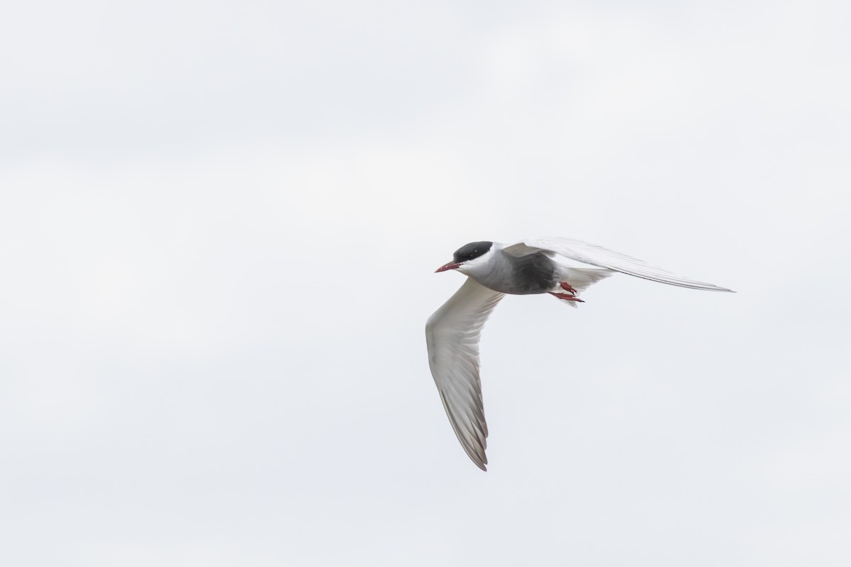 Whiskered Tern - Jarrah Pauli