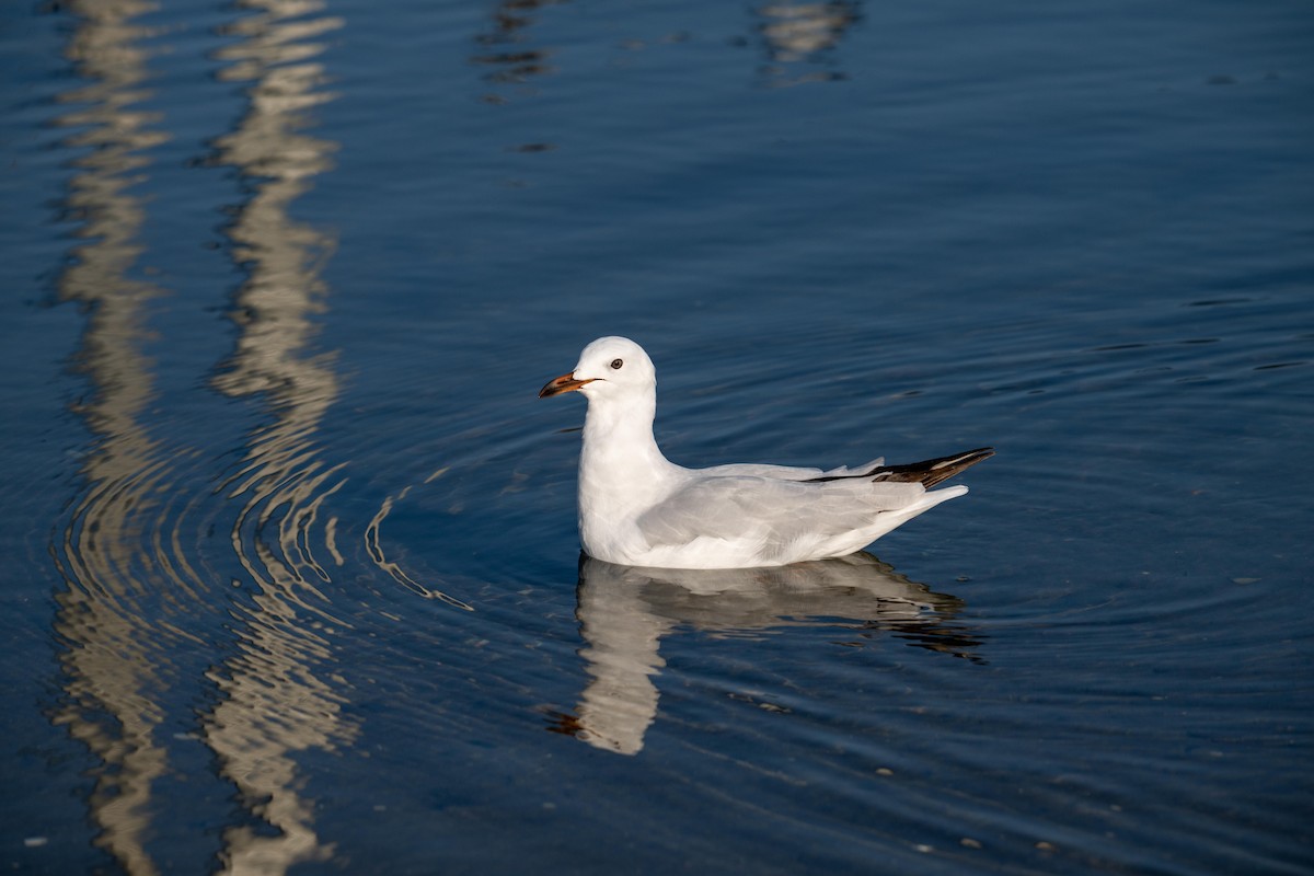 Silver Gull - Sue Allison