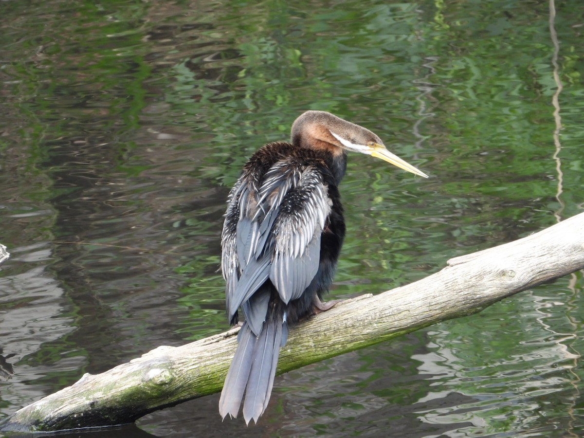 Australasian Darter - ML624581713