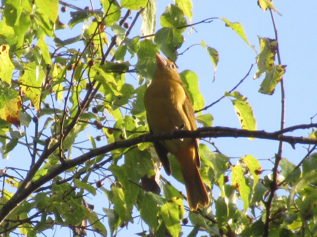 Summer Tanager - ML624581714