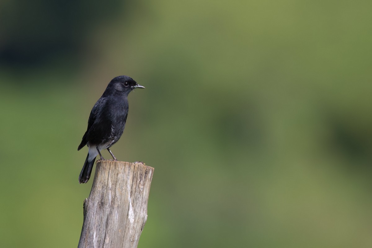 Pied Bushchat - ML624581717