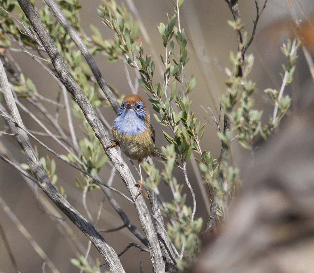 Mallee Emuwren - ML624581719