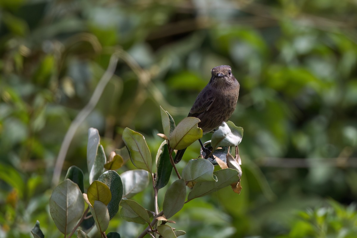 Pied Bushchat - ML624581720