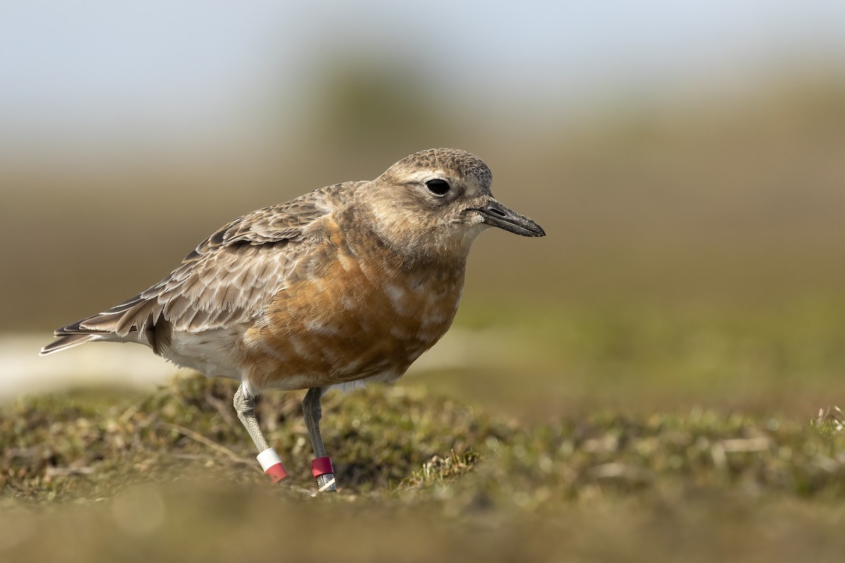 Red-breasted Dotterel (Southern) - ML624581721